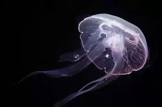 哈佛超柔性機器人把水母握手心 ，還可下海活捉章魚