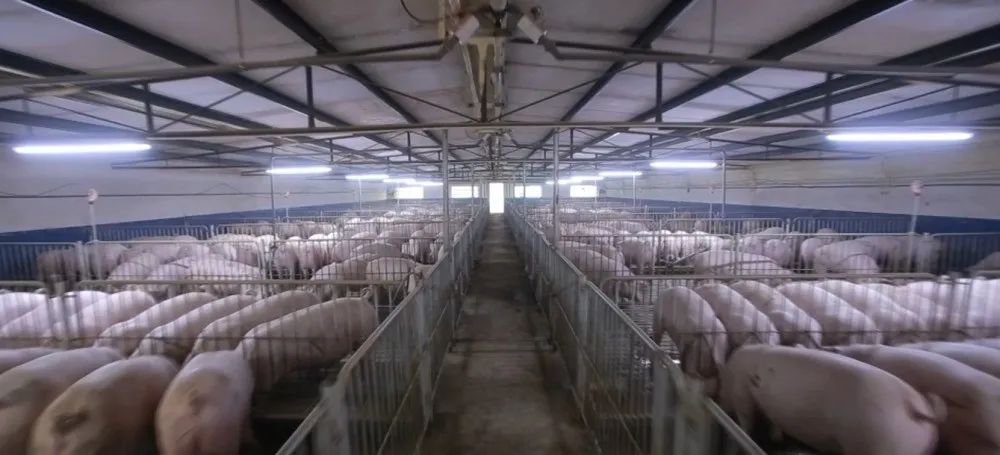 先進畜牧養殖機械裝備在補貼范圍內，養殖戶又該怎么申請呢